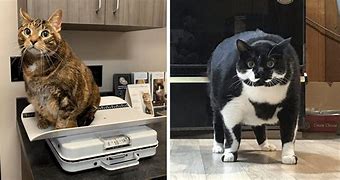 Image result for Chonky Cat Scale Meme