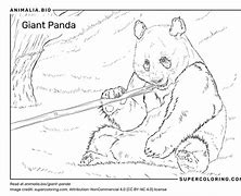 Image result for Giant Panda Facts