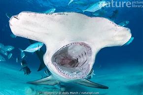 Image result for Hammerhead Shark Mouth