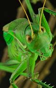 Image result for Chinese Cricket Insect