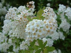 Image result for Spiraea prunifolia Plena