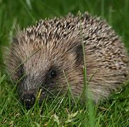 Image result for What Animals Eat Hedgehogs