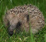 Image result for Hedgehog Smile