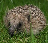 Image result for Prehistoric Hedgehog