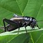 Image result for Black Cricket Bug