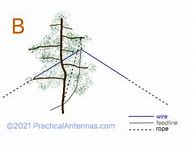 Image result for Tree with Vertical V Antenna