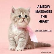 Image result for Cat Sayings