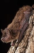 Image result for Evening Bat