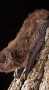 Image result for Texas Bats Species