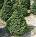 Image result for Picea abies Wills Zwerg