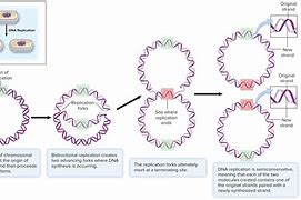 Image result for Bacterial Genome