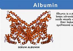 Image result for albuminlso