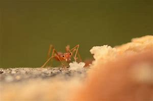 Image result for Zoolander Center for Ants