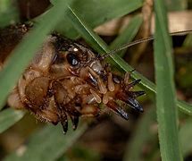 Image result for Mole Cricket Eat