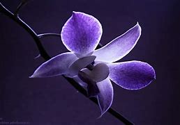 Image result for Purple Orchid Wallpaper