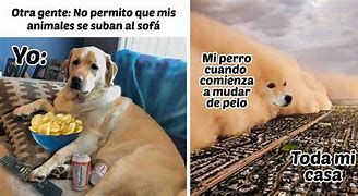 Image result for Memes De Perros En Espanol