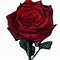 Image result for Red Rose Flower Drawing