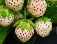 Image result for Fragaria Pineberry