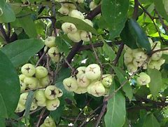 Image result for Water Apple Fruit Tree
