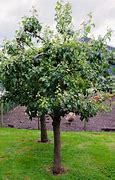 Image result for Pyrus communis Conference