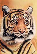 Image result for Tiger Sketch