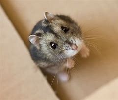 Image result for Dwarf Hamster Breeds