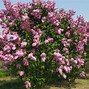 Image result for Syringa vulgaris Charles Joly