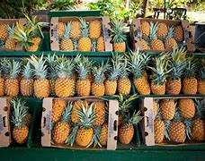 Image result for 5 Pineapples
