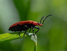 Image result for Fiery Searcher Beetle