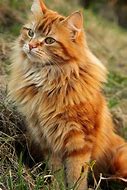 Image result for Fluffy Yellow White Cat