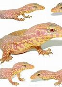 Image result for Albino Monitor Lizard