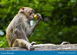 Image result for Monkey Eating Fruit