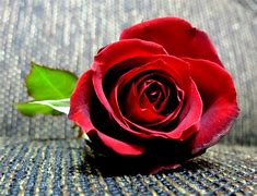 Image result for Une Rose Rouge Fraiche