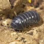 Image result for Duck Isopods
