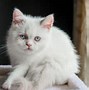 Image result for short legs cats name