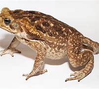 Image result for Images of Toads