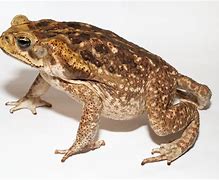 Image result for Toad Frog