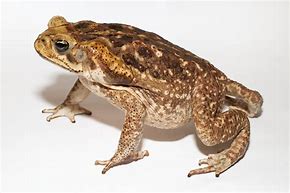 Image result for Big Cane Toad