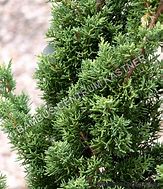 Image result for Juniperus chinensis Blaauw