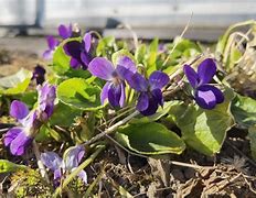 Image result for Viola odorata Donau