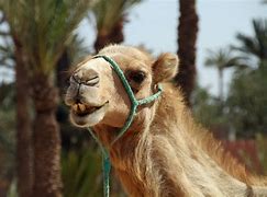Image result for Animals in Sahara Desert