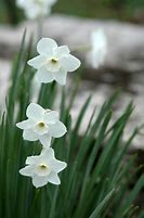 Image result for Narcissus Dainty Miss