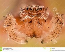 Image result for White Spider in Grapes