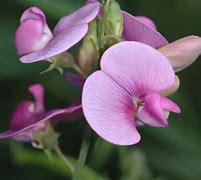 Image result for What Is the Symbolic Meaning of White Sweet Peas