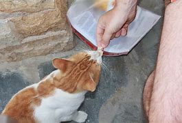 Image result for Hungry Cat Funny Snacks