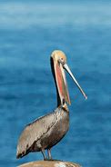 Image result for Pelican Yawning