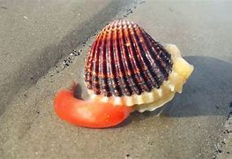 Image result for Clam Mouth