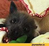 Image result for 25 of the Cutest Bats