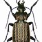 Image result for carabus_granulatus