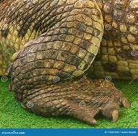 Image result for Crocodile Paw